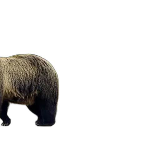 animal, creature, hair, staff transparent PNG cut-out