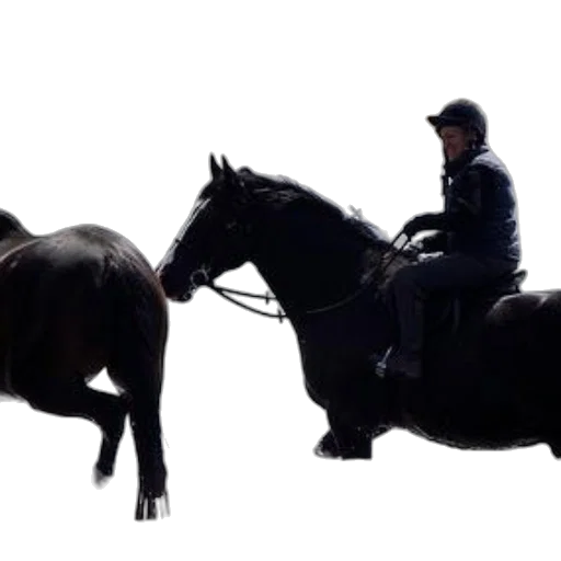 animal, concept art, photorealistic, person transparent PNG cut-out