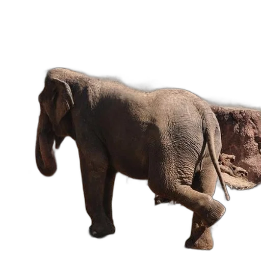 animal, creature, staff, face transparent PNG cut-out