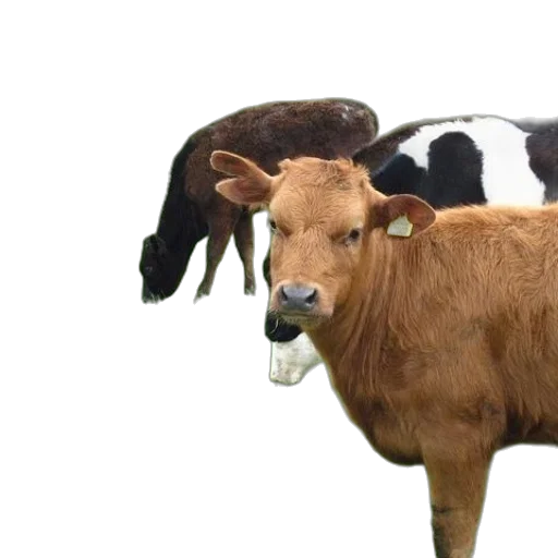 animal, food, brown, cow transparent PNG cut-out