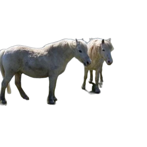 animal, creature, dragon, weapon transparent PNG cut-out
