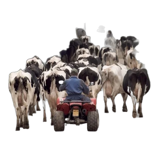 car, animal, man, atv transparent PNG cut-out