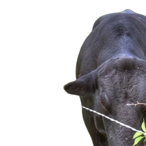 animal, two, cows, stand transparent PNG cut-out