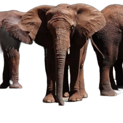 animal, creature, 3d render, photorealistic transparent PNG cut-out