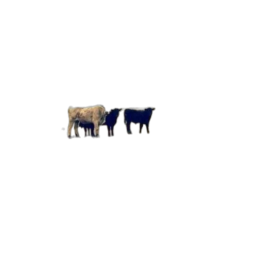 animal, food, furniture, creature transparent PNG cut-out