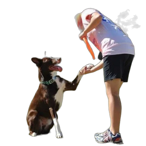 staff, animal, photorealistic, dog transparent PNG cut-out