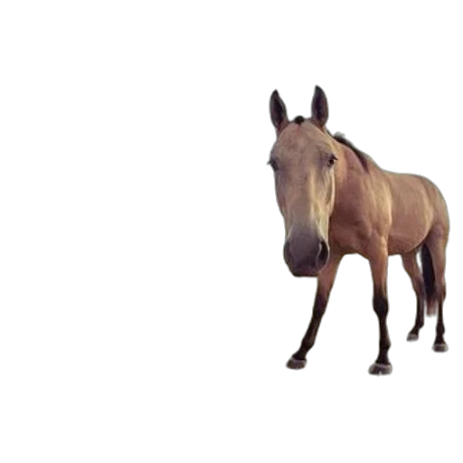 animal, creature, hat, furniture transparent PNG cut-out