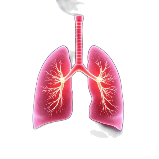 anatomy, lungs, person, cancer transparent PNG cut-out