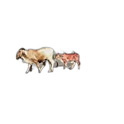 animal, hair, creature, jewelry transparent PNG cut-out