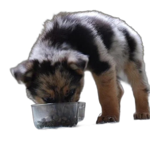 food, animal, creature, german transparent PNG cut-out
