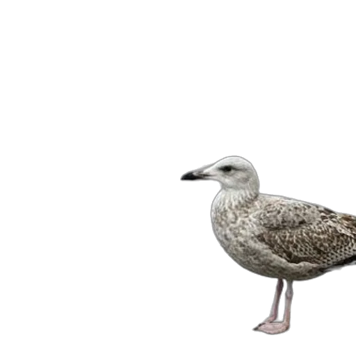 animal, creature, shoes, staff transparent PNG cut-out