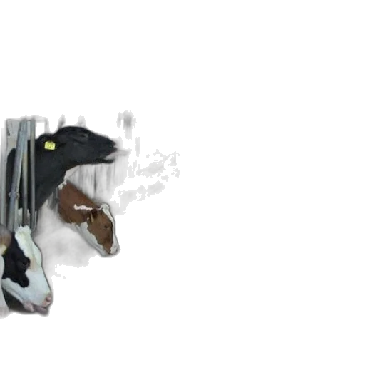 shoes, mask, weapon, staff transparent PNG cut-out