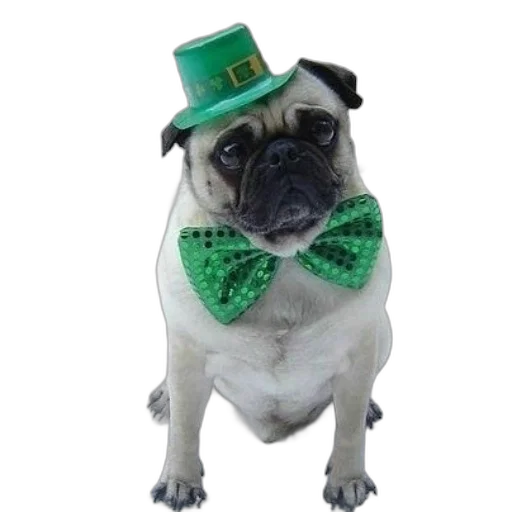 hat, green, two, pugs transparent PNG cut-out