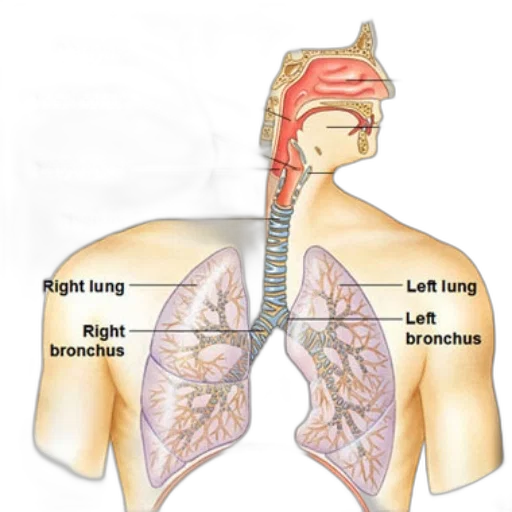 anatomical, illustration, human, respiratory transparent PNG cut-out
