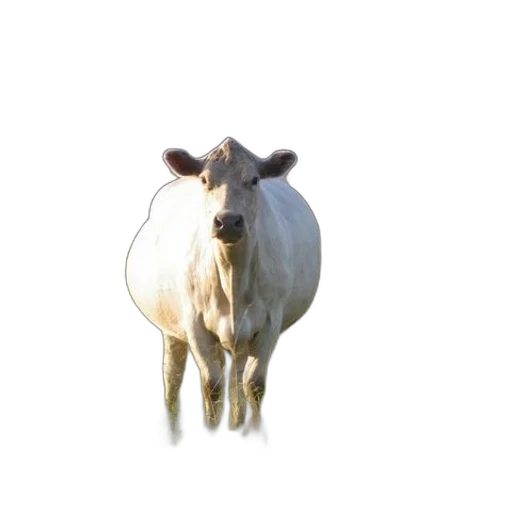 animal, jewelry, creature, food transparent PNG cut-out