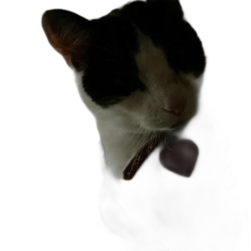 animal, staff, creature, mask transparent PNG cut-out