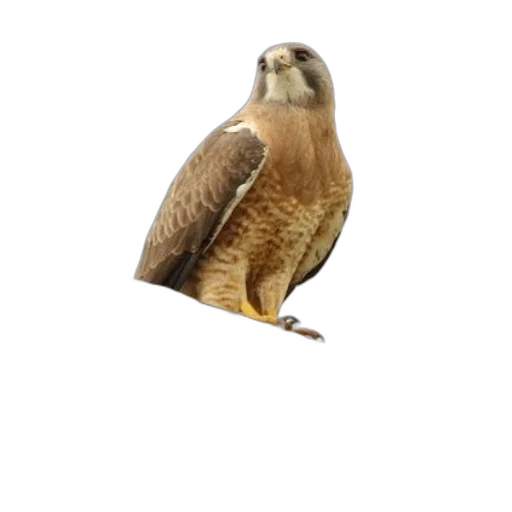 animal, creature, staff, jacket transparent PNG cut-out