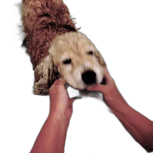 hat, staff, animal, mask transparent PNG cut-out
