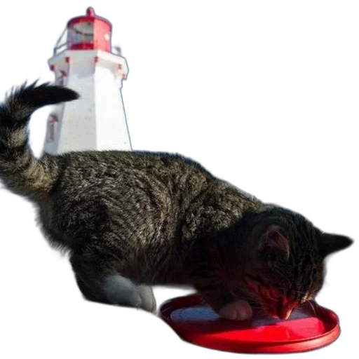 bottle, animal, food, creature transparent PNG cut-out