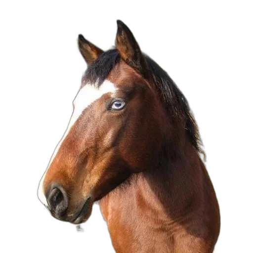animal, crown, face, hat transparent PNG cut-out