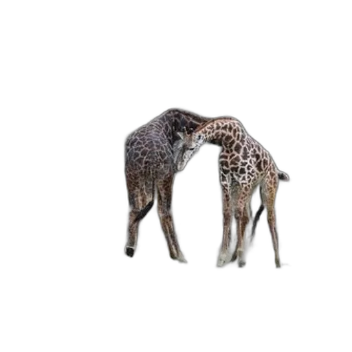 animal, creature, hair, hat transparent PNG cut-out
