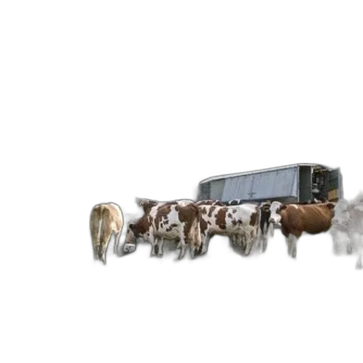 animal, car, food, concept art transparent PNG cut-out