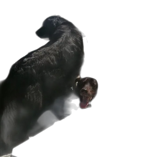 animal, creature, hair, food transparent PNG cut-out
