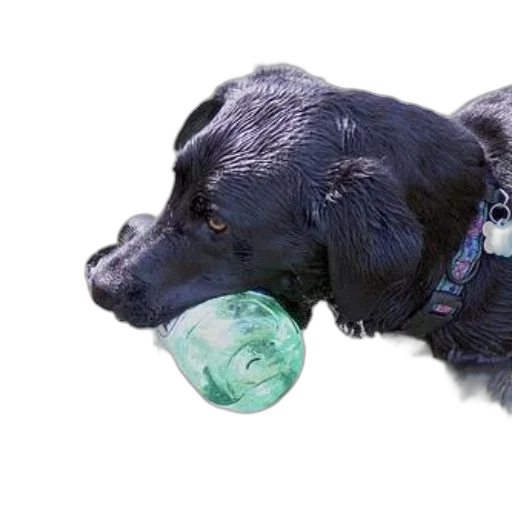 animal, creature, photorealistic, 3d render transparent PNG cut-out
