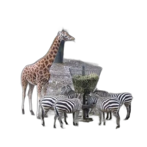animal, furniture, creature, 3d render transparent PNG cut-out