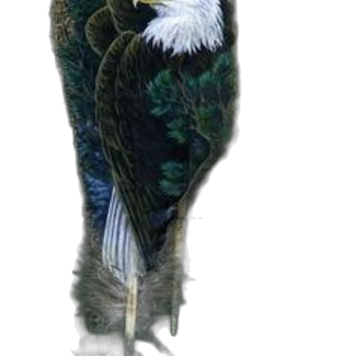 animal, jacket, staff, creature transparent PNG cut-out
