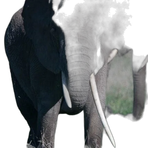 animal, creature, dragon, mask transparent PNG cut-out