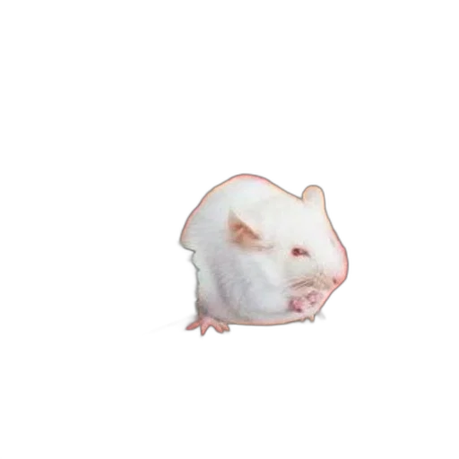 animal, food, creature, hat transparent PNG cut-out