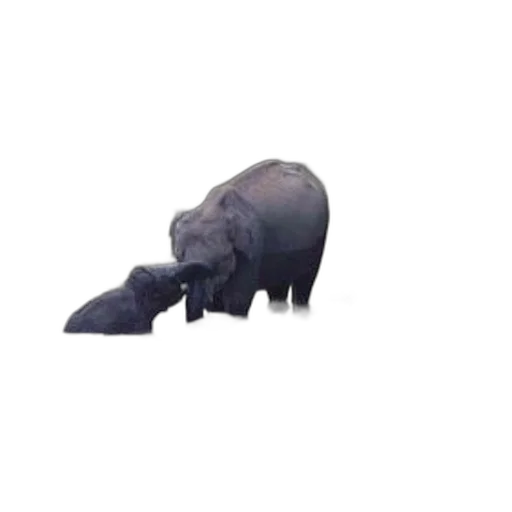animal, creature, hat, mask transparent PNG cut-out