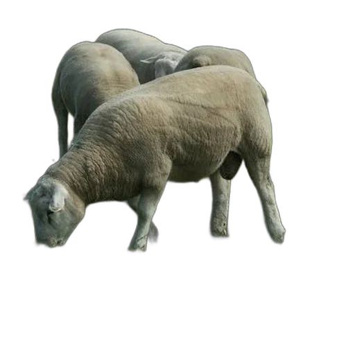 animal, creature, food, weapon transparent PNG cut-out