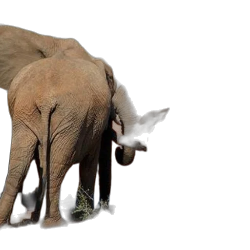 animal, creature, photorealistic, 3d render transparent PNG cut-out