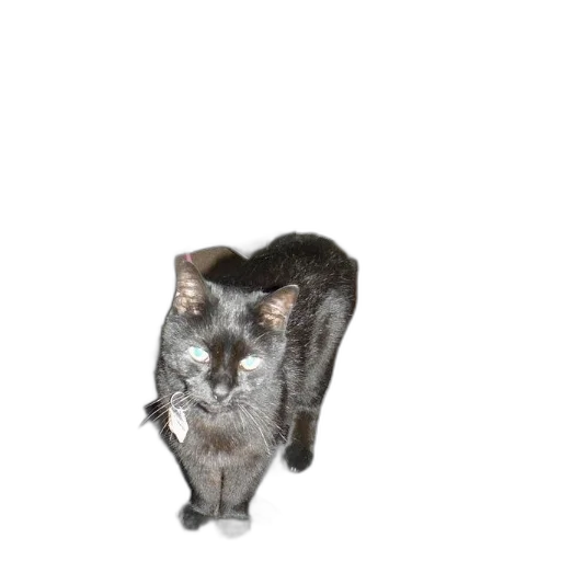 animal, creature, staff, robot transparent PNG cut-out