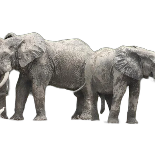 animal, creature, staff, weapon transparent PNG cut-out