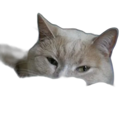 animal, face, creature, mask transparent PNG cut-out