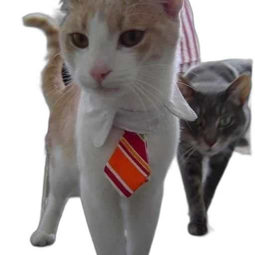 staff, animal, hat, cat transparent PNG cut-out
