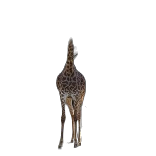animal, creature, staff, crown transparent PNG cut-out