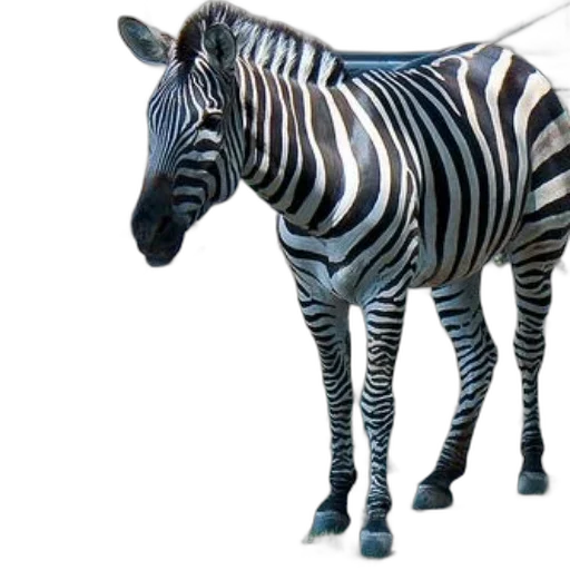 animal, creature, jewelry, furniture transparent PNG cut-out