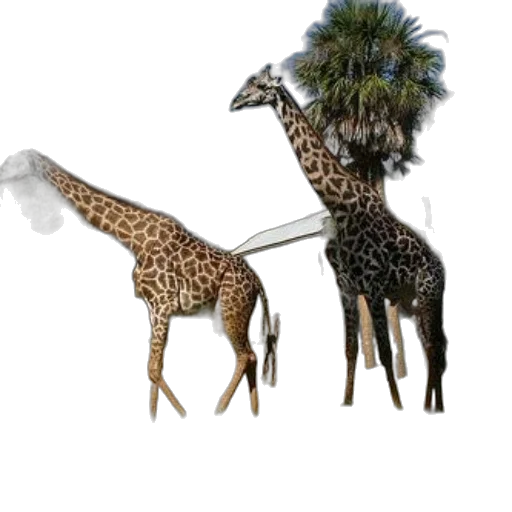 animal, umbrella, creature, staff transparent PNG cut-out