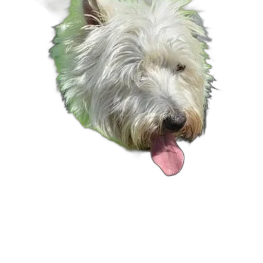 animal, creature, face, staff transparent PNG cut-out