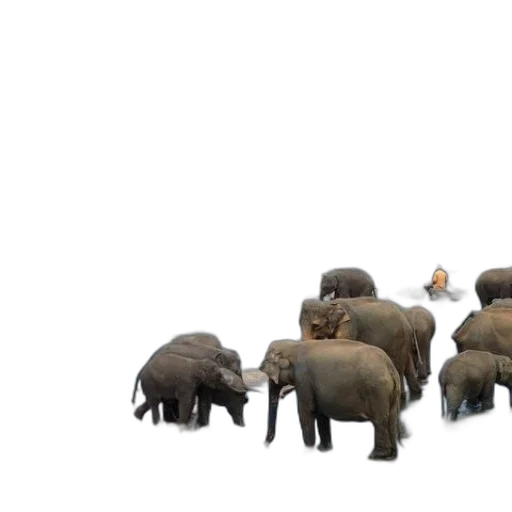 animal, concept art, 3d render, elephants transparent PNG cut-out