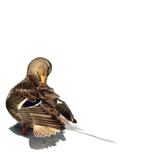 sword, weapon, animal, staff transparent PNG cut-out
