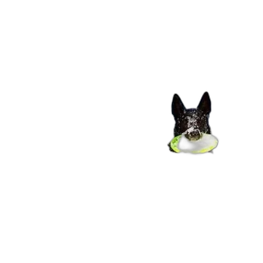 animal, creature, staff, hat transparent PNG cut-out