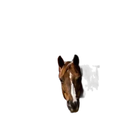 animal, creature, face, dragon transparent PNG cut-out