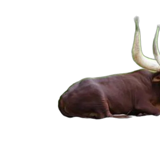 animal, creature, crown, furniture transparent PNG cut-out