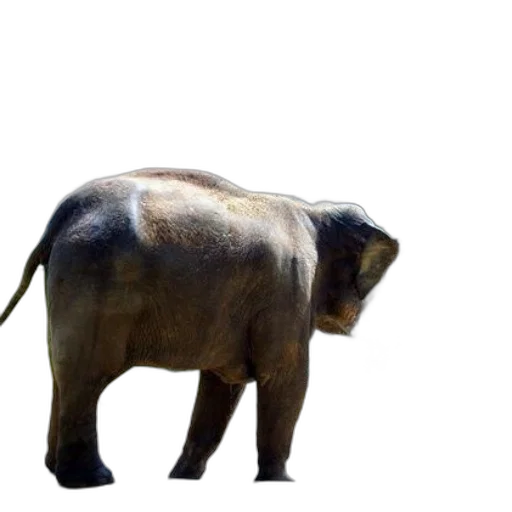 animal, staff, creature, weapon transparent PNG cut-out
