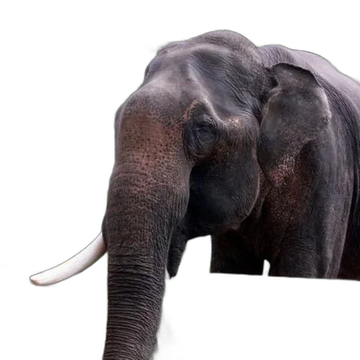 animal, creature, staff, photorealistic transparent PNG cut-out
